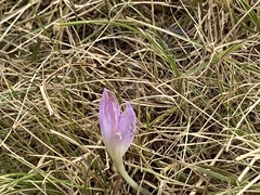 Colchicum autumnale