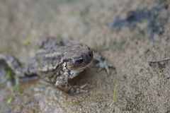 Lucilia bufonivora