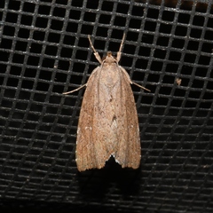 Cutina albopunctella