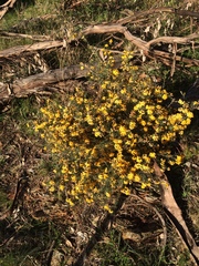 Dillwynia sieberi