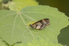 Acraea bonasia
