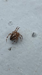 Araneus diadematus