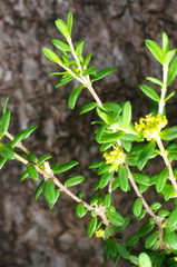 Pimelea hewardiana