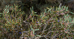Hakea incrassata