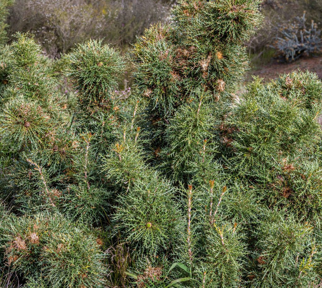 Thistle Dryandra