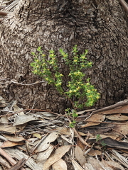 Pimelea hewardiana