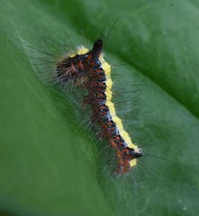 Acronicta psi