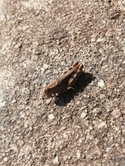 Calliptamus barbarus