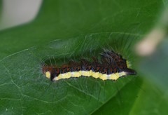 Acronicta psi