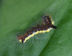 Acronicta psi