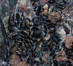 Choromytilus meridionalis