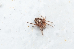 Araneus diadematus
