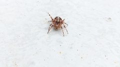 Araneus diadematus