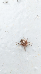 Araneus diadematus