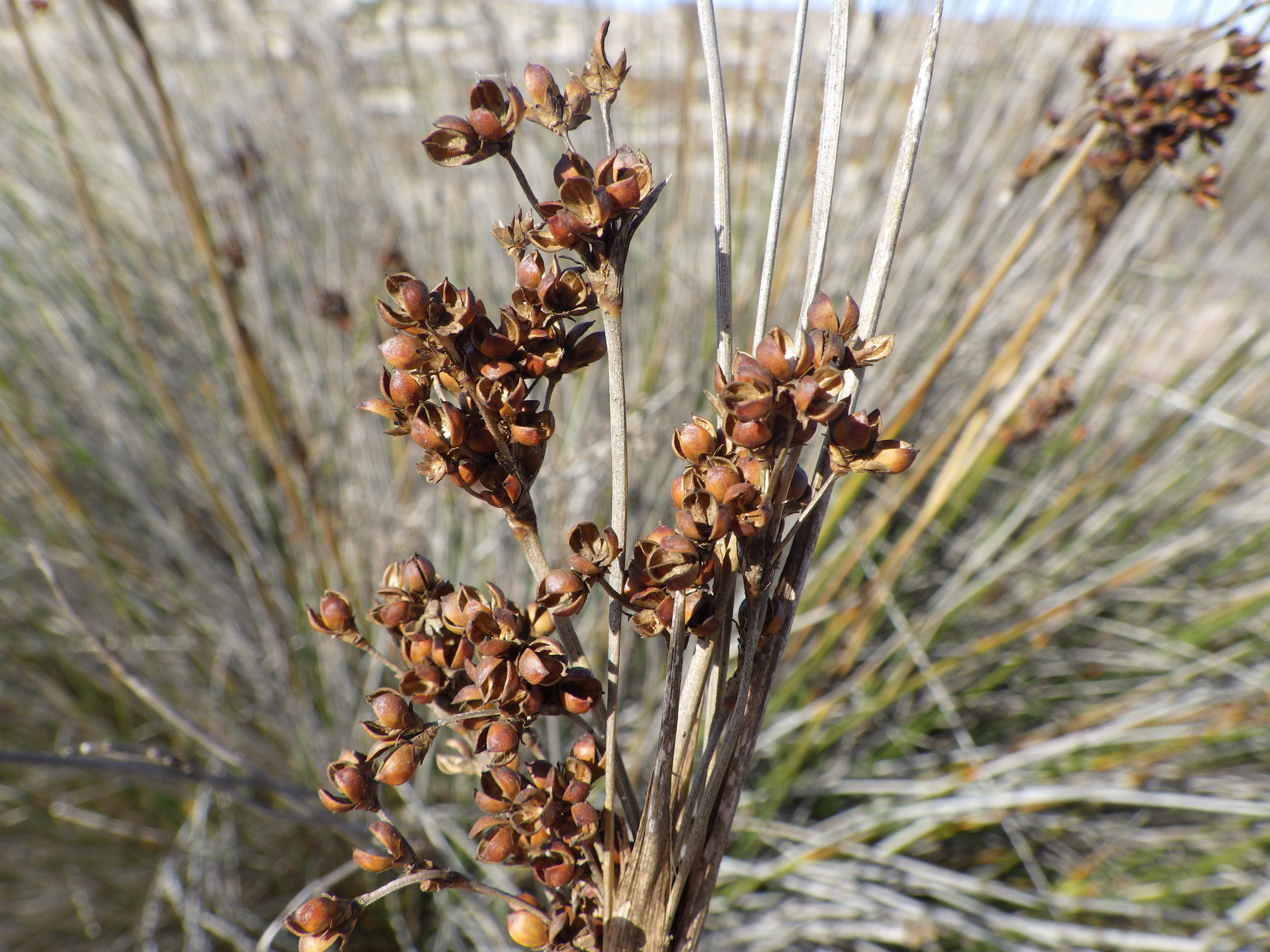 Juncus acutus ssp. leopoldii
