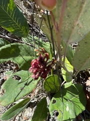 Grevillea laurifolia