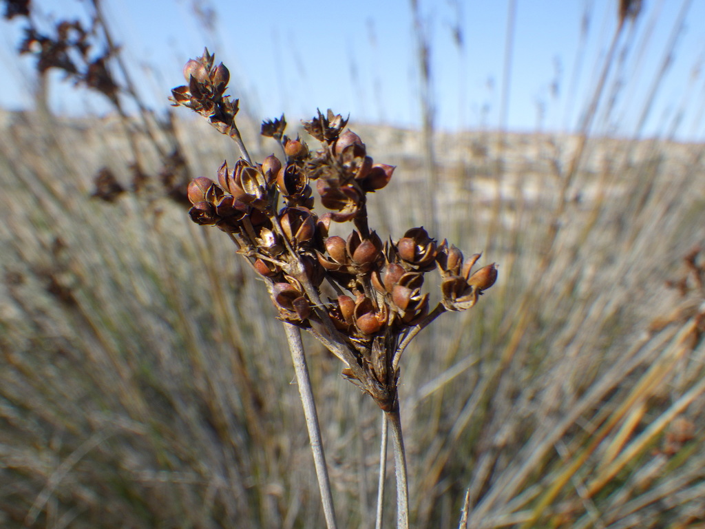 Juncus