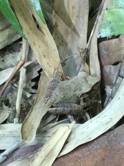 Pristimantis charlottevillensis