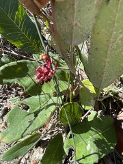 Grevillea laurifolia