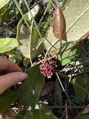 Grevillea laurifolia