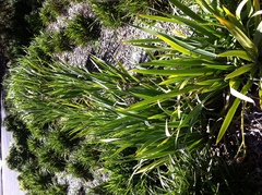 Dietes robinsoniana