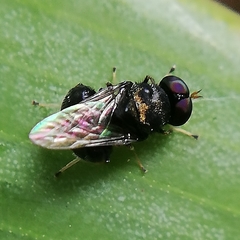 Pachygastrinae