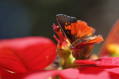 Axiocerses tjoane tjoane