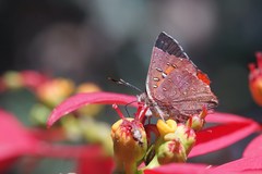 Axiocerses tjoane tjoane