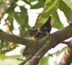 Pheucticus melanocephalus