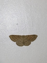 Cyclophora dataria
