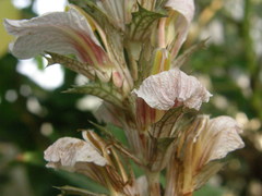 Acanthus montanus