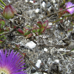 Erepsia forficata