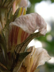 Acanthus montanus