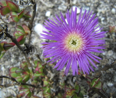 Erepsia forficata