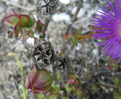 Erepsia forficata