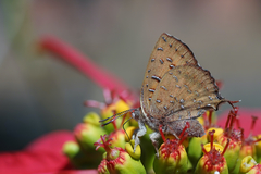 Axiocerses tjoane tjoane