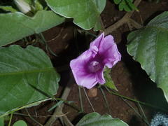 Ipomoea ommanneyi