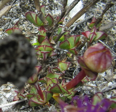 Erepsia forficata