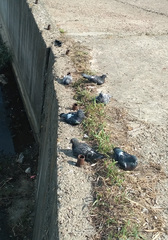 Columba livia