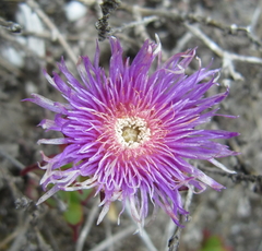 Erepsia forficata