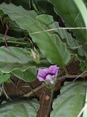 Ipomoea ommanneyi
