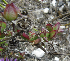 Erepsia forficata