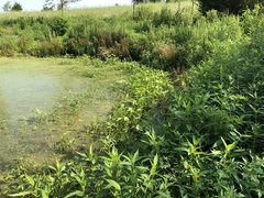 Sagittaria montevidensis