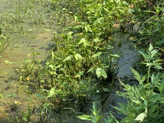Sagittaria montevidensis