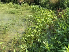 Sagittaria montevidensis