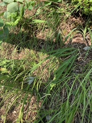 Melica nutans