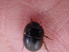 Coelus ciliatus