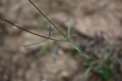 Cordylostigma virgatum