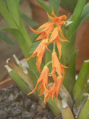 Brassia aurantiaca