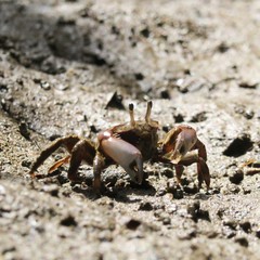 Macrophthalmus definitus